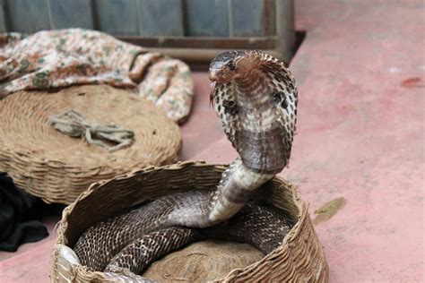mimpi digigit ular dileher  Namun, artinya bisa sangat bergantung pada warna khusus ular dalam mimpi Anda menurut astrolog